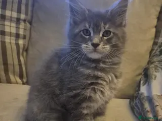 Maine Coon cats HANDSOME MAINE COON BOY LOOKING FOR HIS HOME - Advert 4