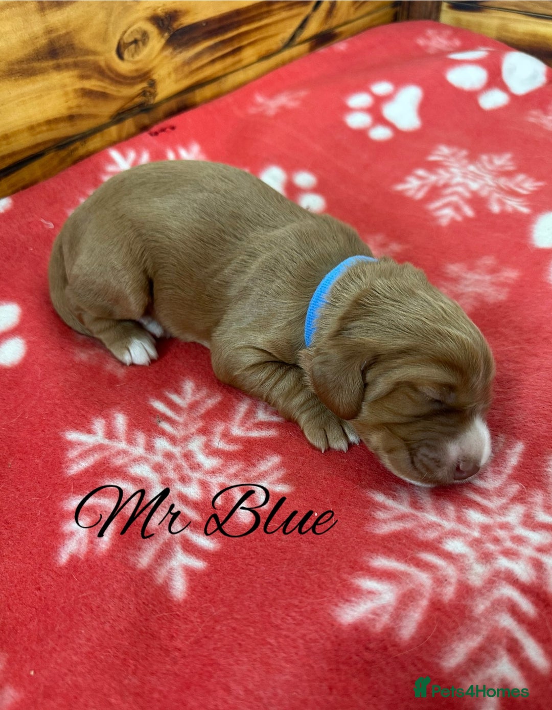 Cocker Spaniel dogs for sale: Outstanding KC Cocker Spaniel Puppies - Image 5
