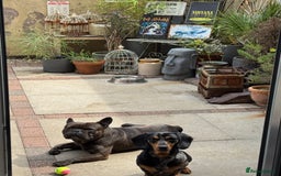 Miniature Dachshund dogs for sale: Rehoming - Mini dachshund (3) & French Bulldog (8) - Image 5