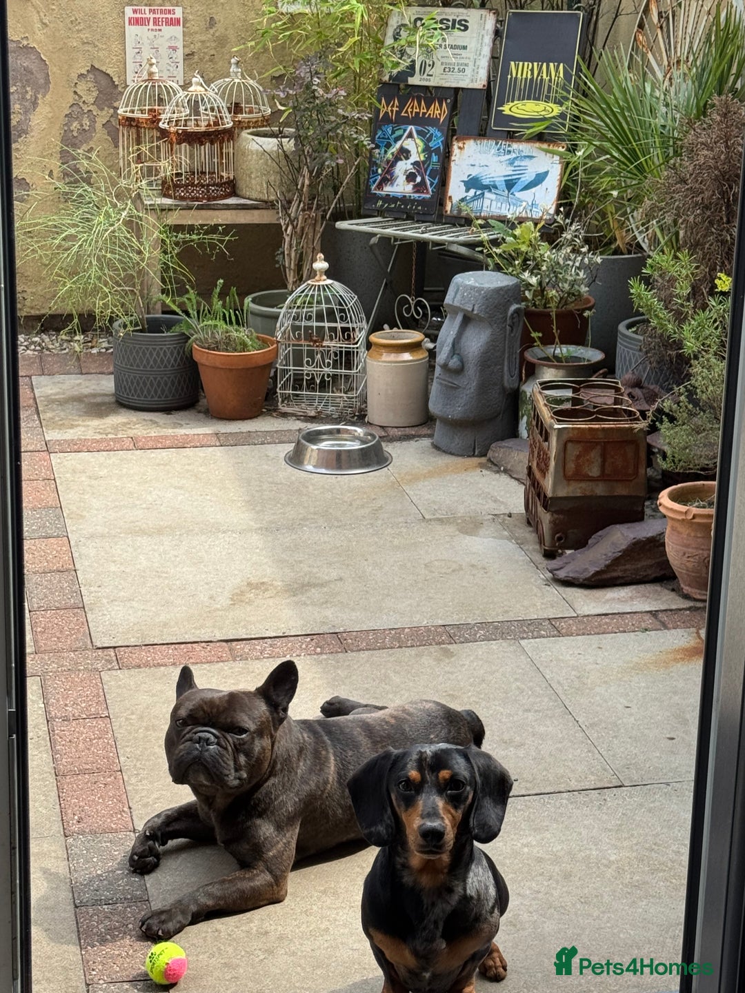 Miniature Dachshund dogs for sale: Rehoming - Mini dachshund (3) & French Bulldog (8) - Image 5