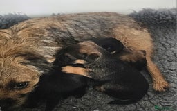 Border Terrier dogs for sale: The best border terriers - Image 3
