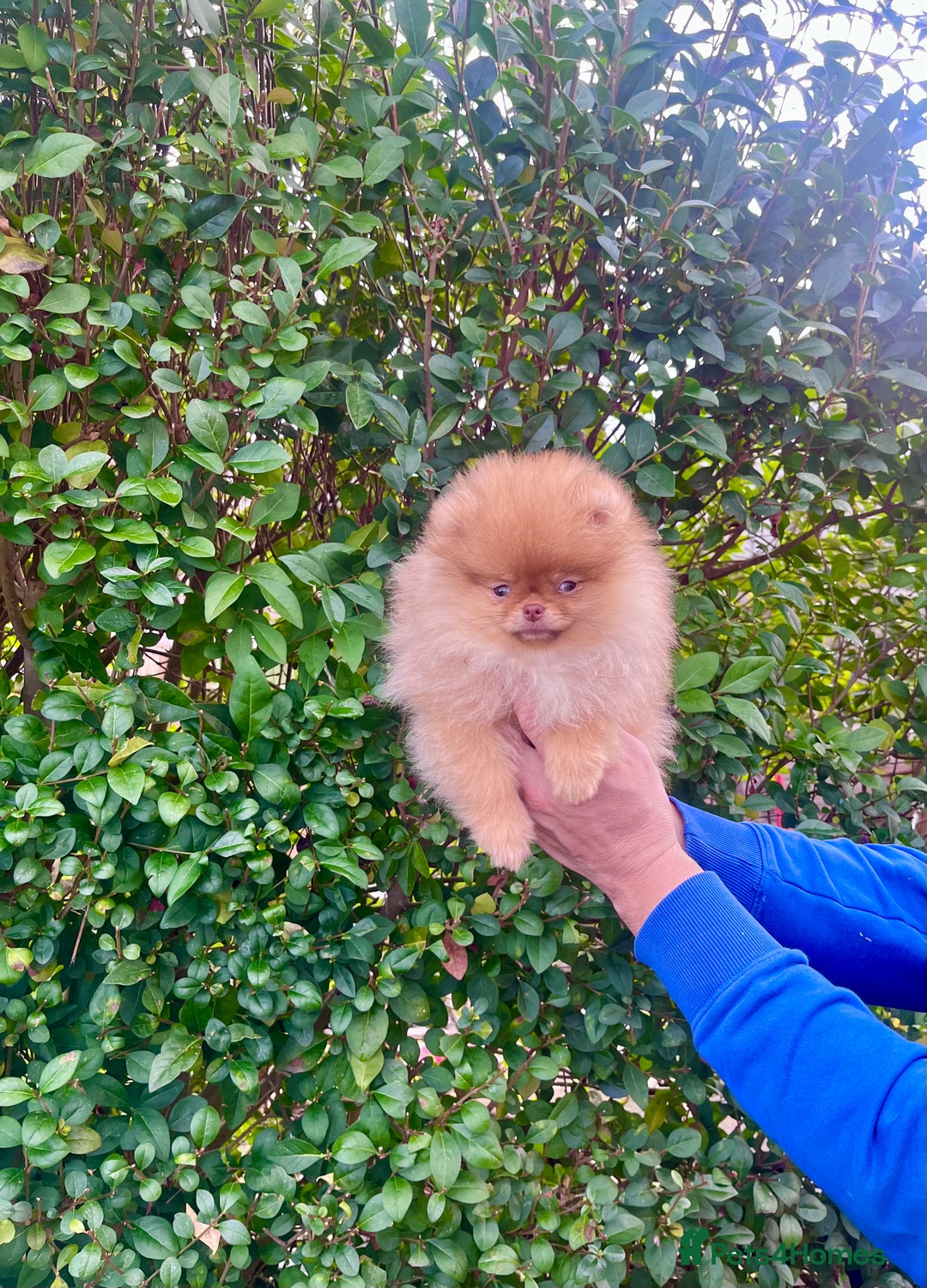 Pomeranian dogs for sale: Top Quality 🐻 Teddy Face🧸Perfect Size - Advert 17