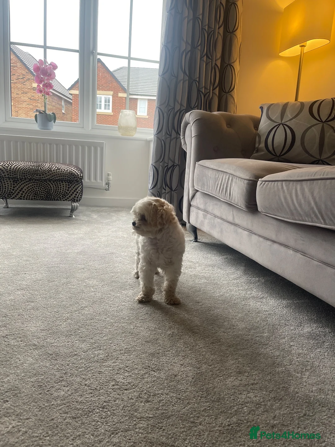 Maltipoo dogs for sale: Cute teddy bear faced 4 year old Maltipoo girl in Ferryhill - Advert 7