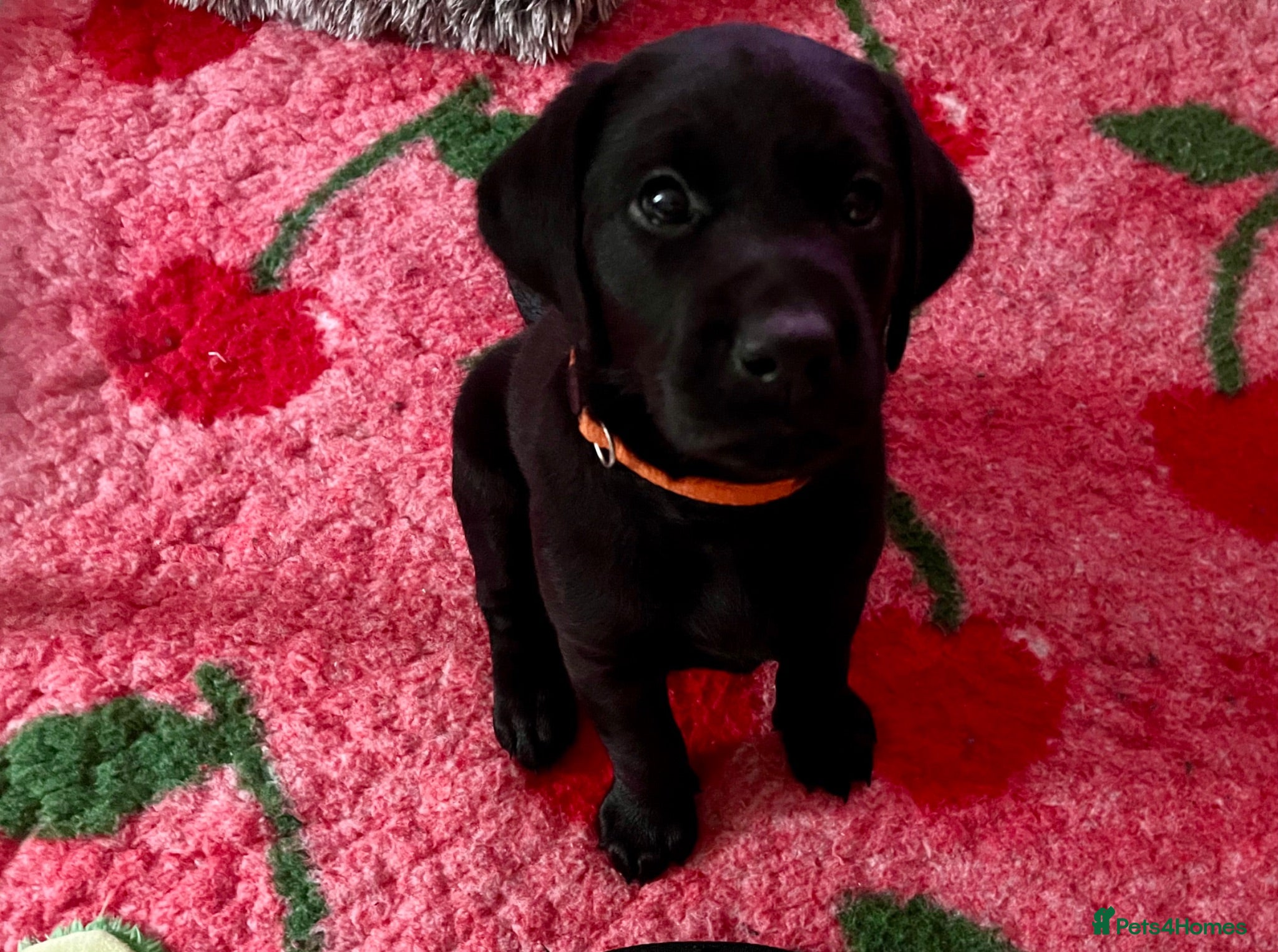 Labrador Retriever dogs 🧡LAST ORANGE COLLAR BOY LEFT🧡 - Advert 14