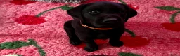 Labrador Retriever dogs for sale: 🧡LAST ORANGE COLLAR BOY LEFT🧡 - Advert 1