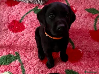 Labrador Retriever dogs 🧡LAST ORANGE COLLAR BOY LEFT🧡 - Advert 14