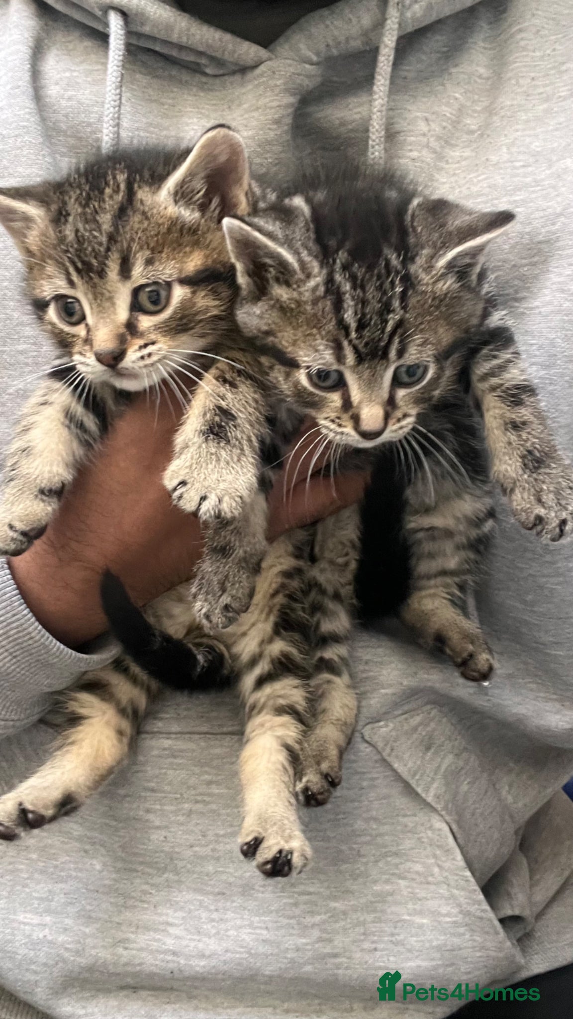 Mixed Breed cats Gorgeous Bengal Ragdoll kittens ready to go - Advert 18