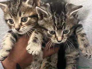 Mixed Breed cats Gorgeous Bengal Ragdoll kittens ready to go - Advert 18