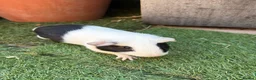 Guinea Pig rodents for sale: 2 beautiful black and white brother and sister  in Chigwell - Advert 4