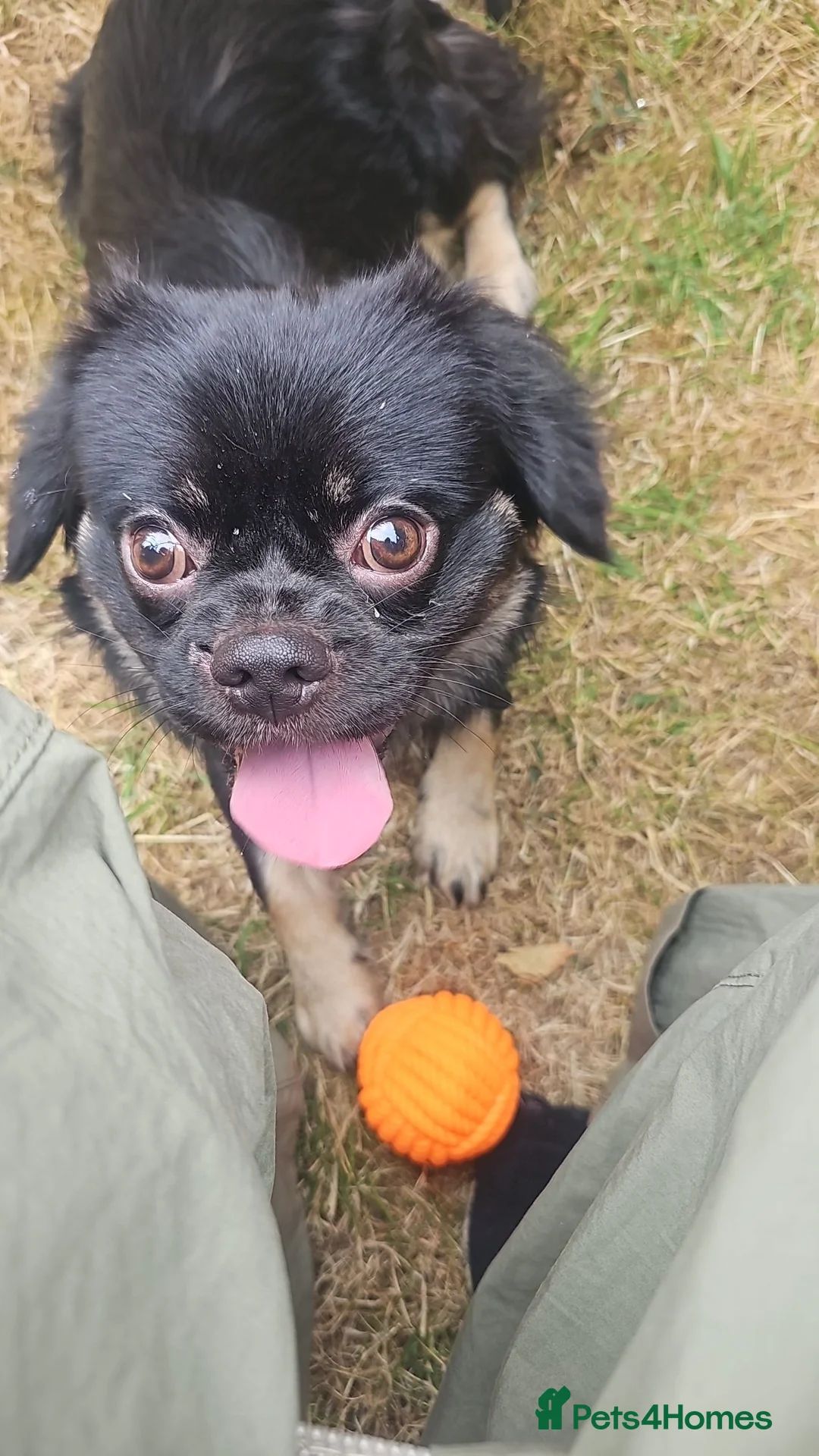 Mixed Breed dogs for sale: Lovely boy in need of a forever home  - Advert 2