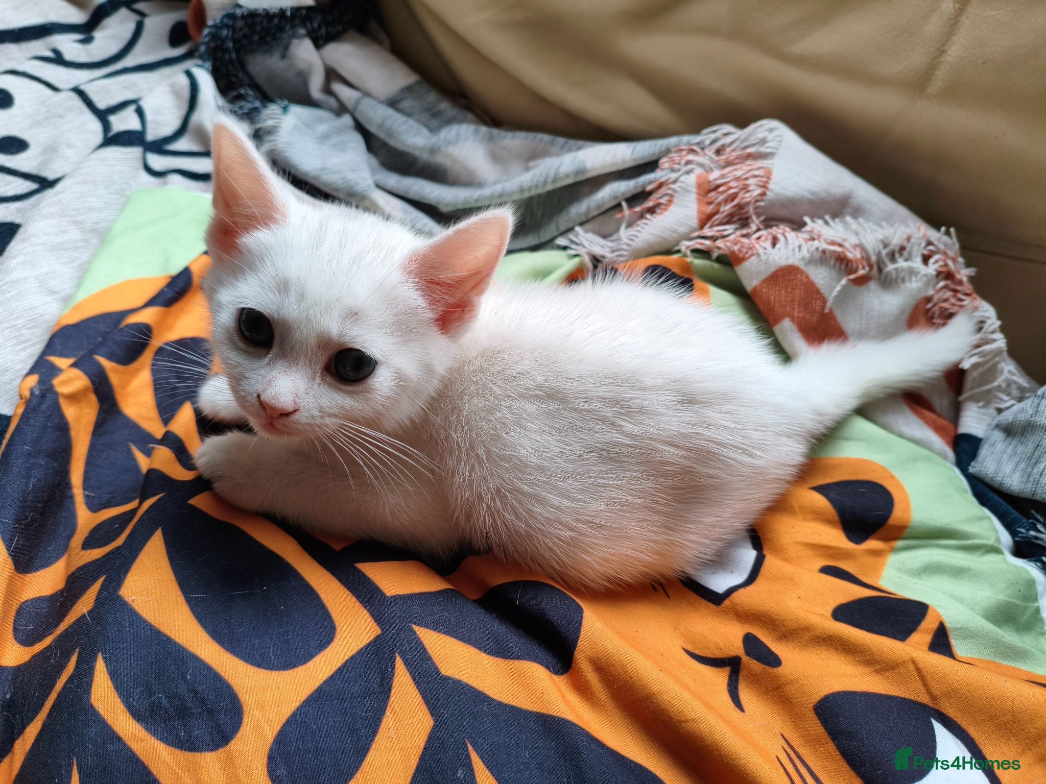 Mixed Breed cats  Beautiful female white kitten - Advert 5