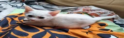 Mixed Breed cats for sale: Mixed breed kittens - Advert 3
