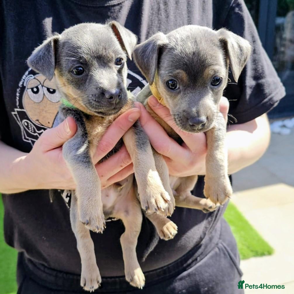 Jack Russell dogs 2 Miniature Blue & Lilac Jack Russell Wenlockpuppy - Advert 2