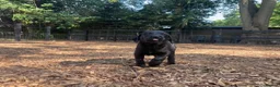 Labrador Retriever dogs for sale: 🐾  Champion Bloodline Health Tested Labradors🐾 - Advert 1