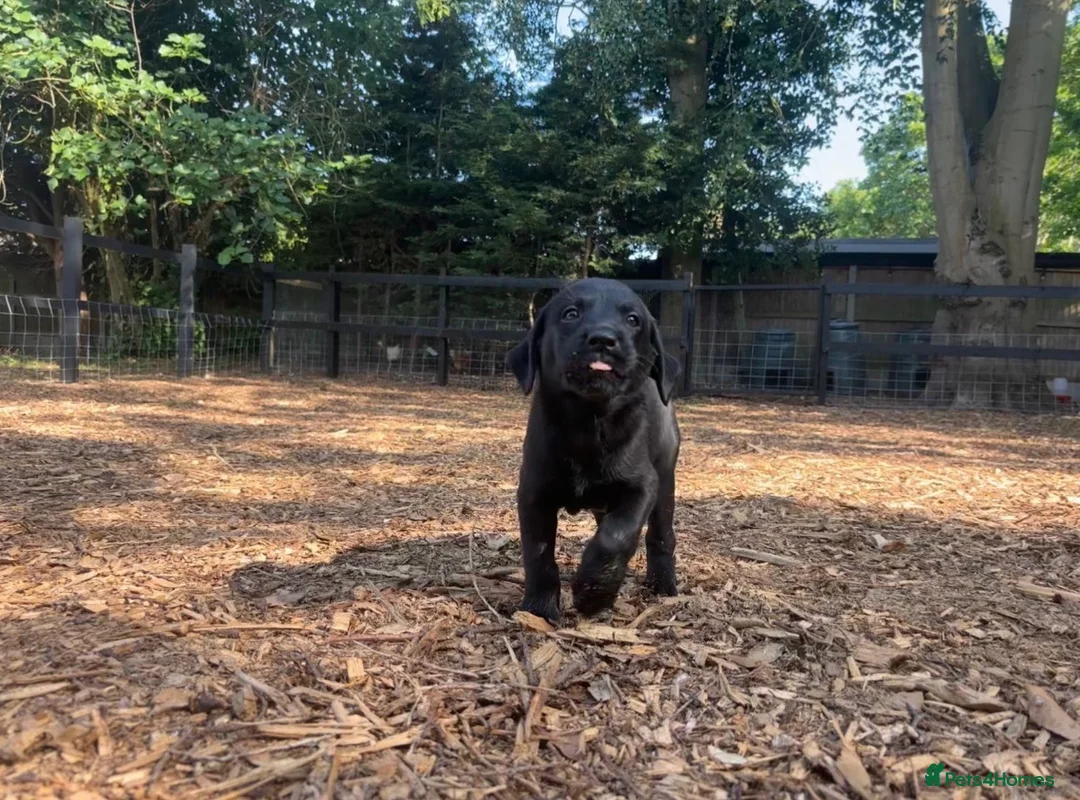 Labrador Retriever dogs for sale: 🐾  Champion Bloodline Health Tested Labradors🐾 - Advert 1