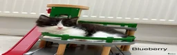 Mixed Breed cats for sale: Bobtail and Ragdoll mixed - Advert 36