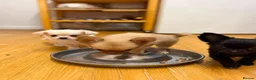Chihuahua dogs for sale: Stunning Chihuahua Puppies Ready Now🐾 - Advert 5