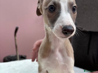 Whippet dogs 8 Gorgeous KC Reg Whippet Puppies - Advert 5