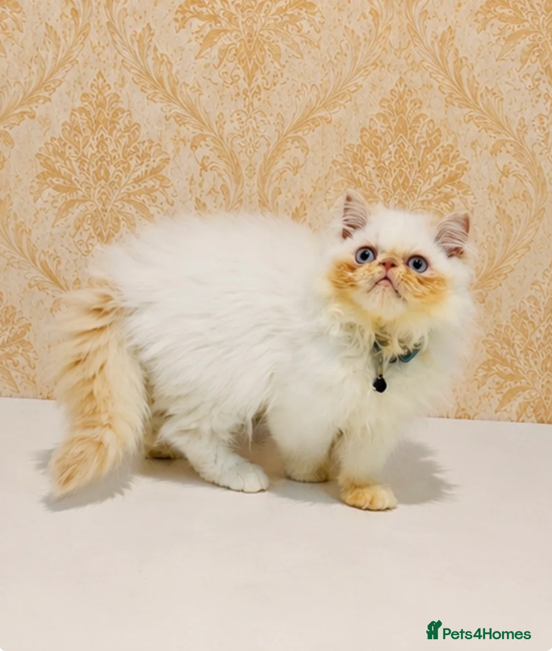 Persian cats for sale: Beautiful Red Point Persian Cats Looking for Homes - Advert 11