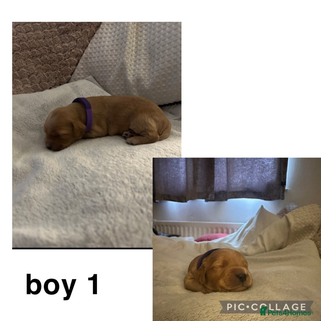 Cockapoo dogs for sale: 6 Beautiful Cockerpoo puppies for sale.  - Advert 6