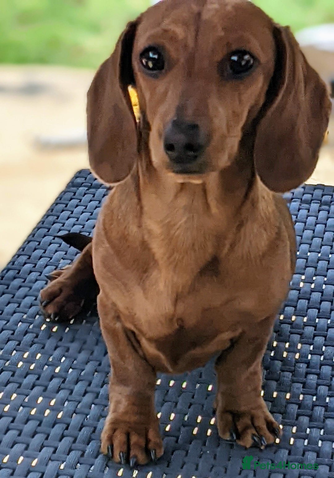 Miniature Dachshund dogs for sale: smooth miniature dachshund   - Advert 1