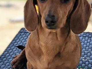 Miniature Dachshund dogs smooth miniature dachshund - Advert 1