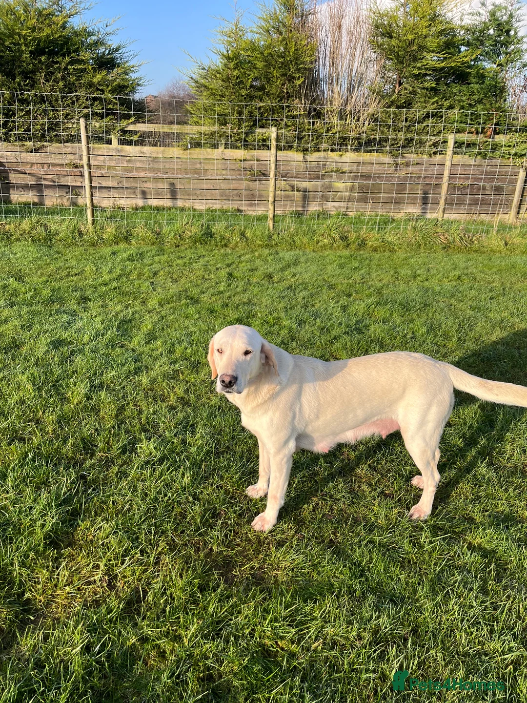 Labrador Retriever dogs for sale: Yellow Labrador pups - Advert 13