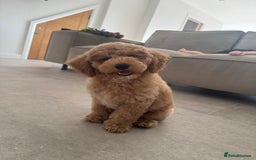 Poochon dogs for sale: POOCHON FOR SALE - Image 6