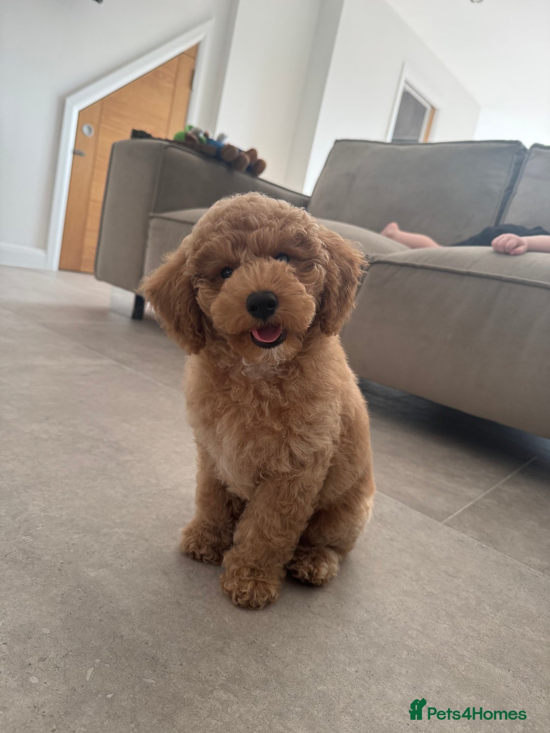 Poochon dogs for sale: POOCHON FOR SALE - Image 6