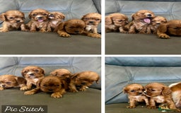 Cavalier King Charles Spaniel dogs for sale: 🐶 KC, RUBY RED cavalier King Charles !!!!  - Image 6
