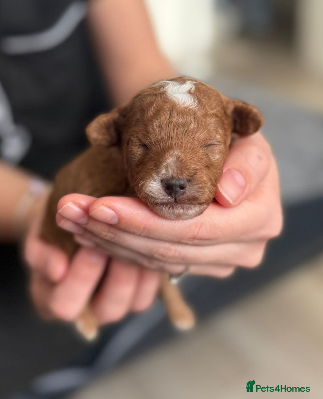 Toy Poodle dogs for sale: Beautiful Red & Phantom Toy Poodle's! KCregistered - Advert 29