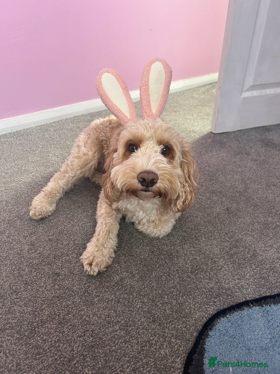 Cockapoo dogs for stud: F1 Cockapoo  - Advert 4