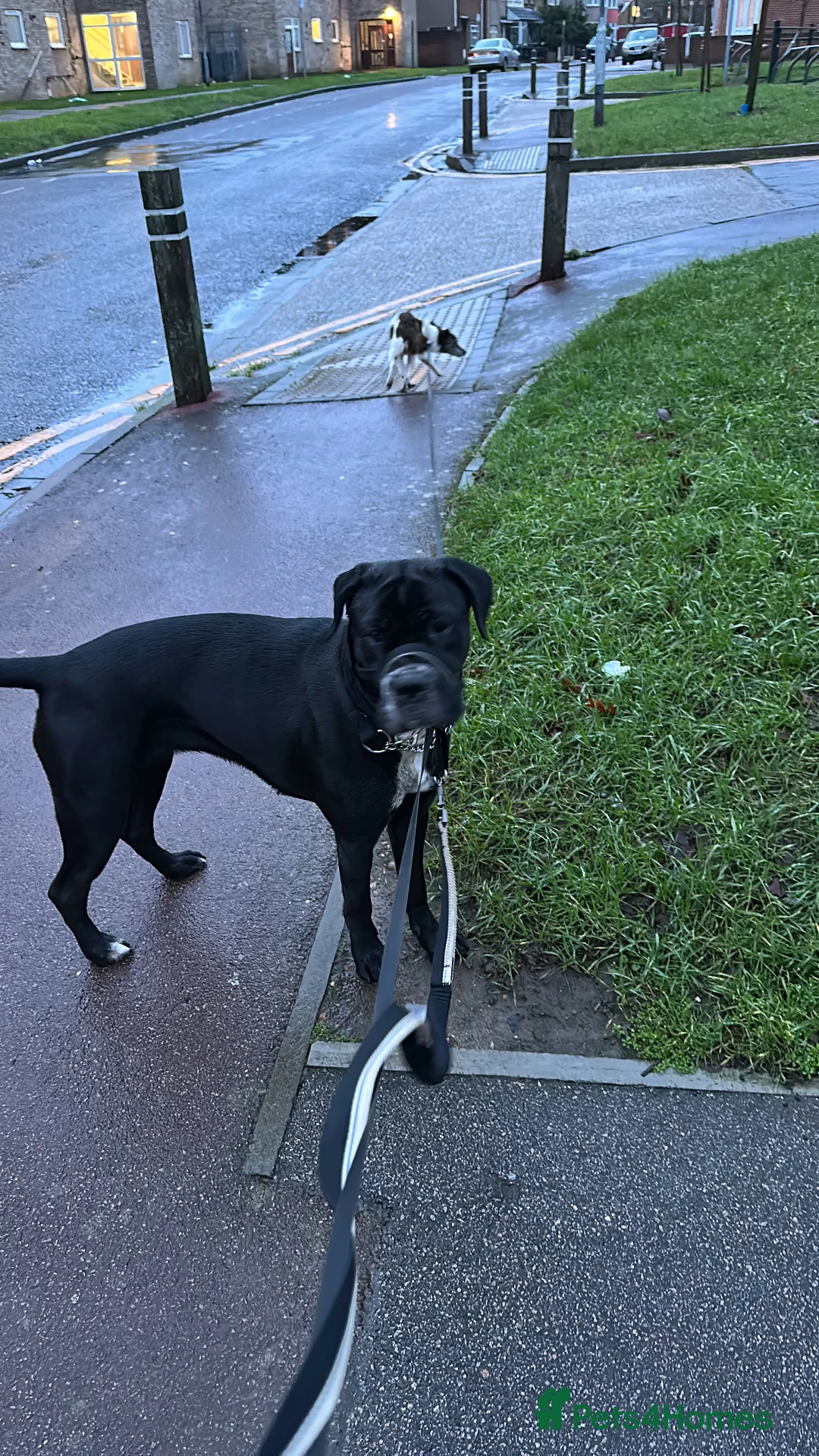 Mixed Breed dogs for sale: Cane corso cross  - Advert 5