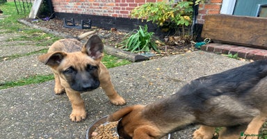 German Shepherd dogs German Shepherd puppies ideal family security dog - Advert 8