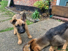 German Shepherd dogs German Shepherd puppies ideal family security dog - Advert 8