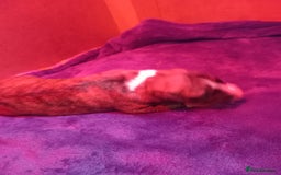 Whippet dogs for sale: Top Class Whippet Puppies bred from Champions - Image 17