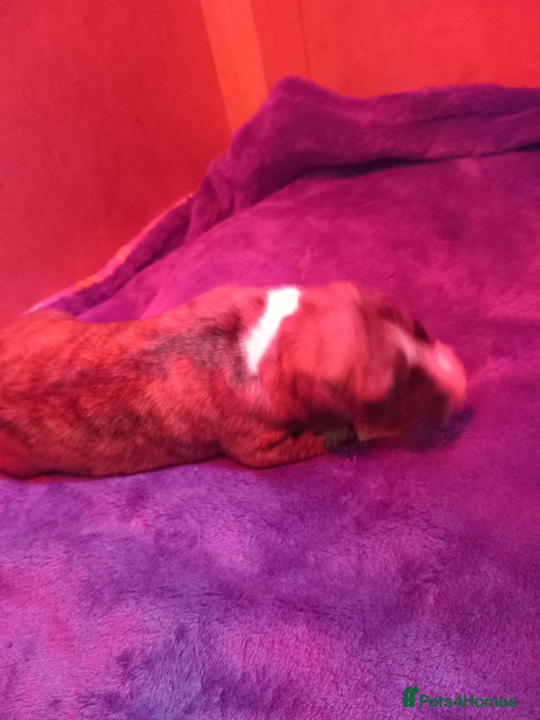 Whippet dogs for sale: Top Class Whippet Puppies bred from Champions - Image 17