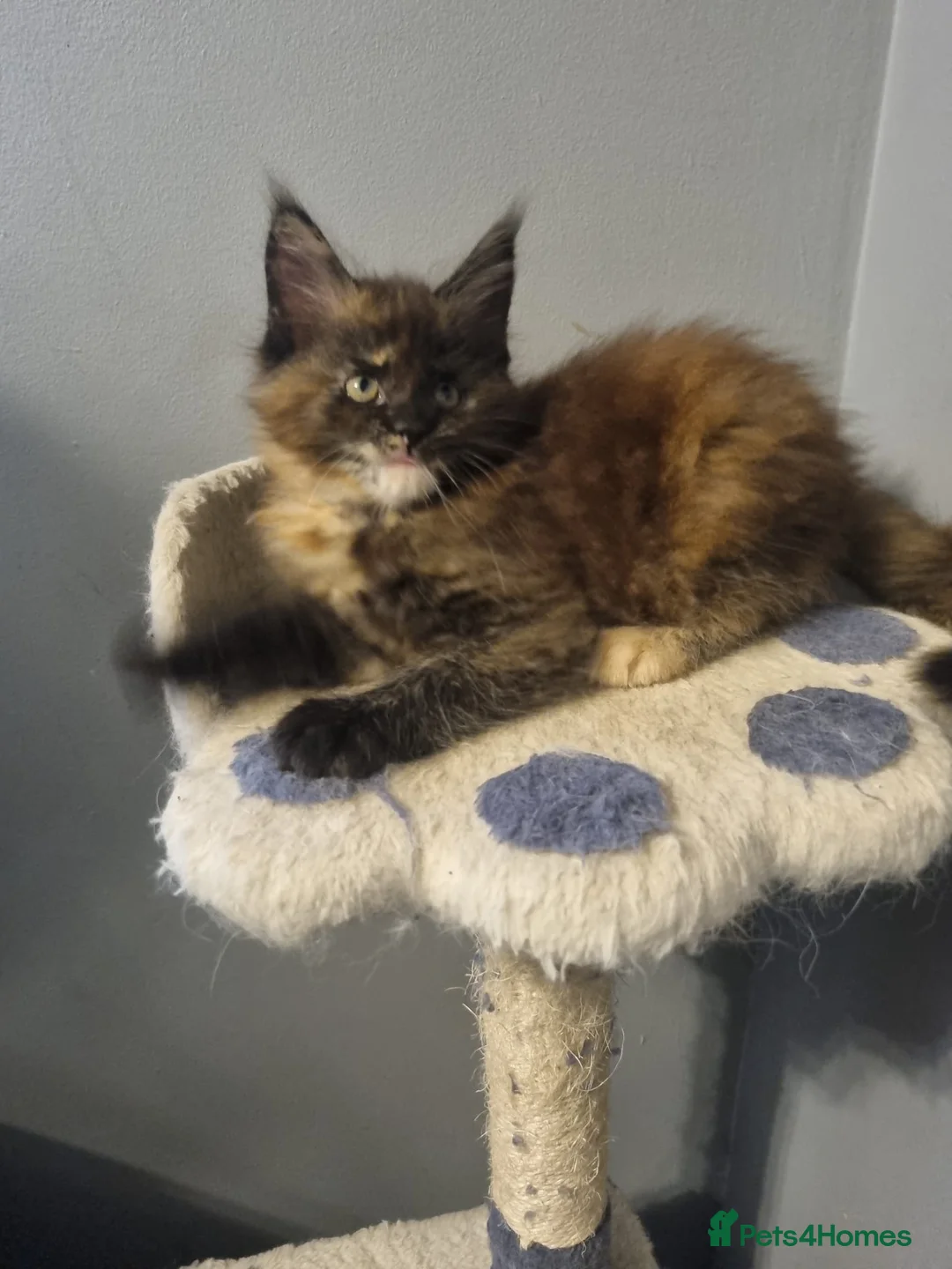 Maine Coon cats for sale: GCCF Regestered Maine Coon Kittens - Advert 5