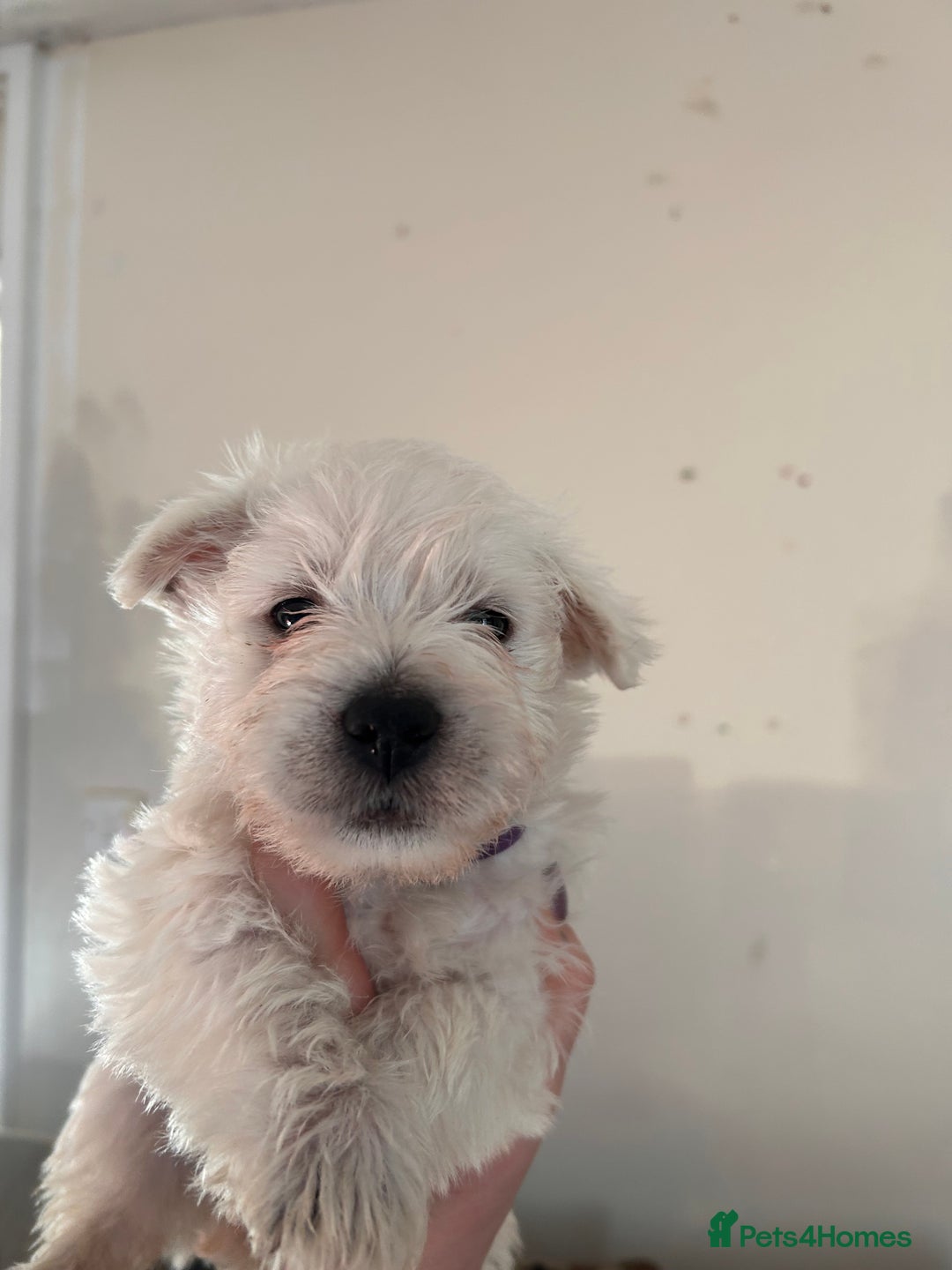 West Highland Terrier dogs for sale: West highland puppies - Advert 3