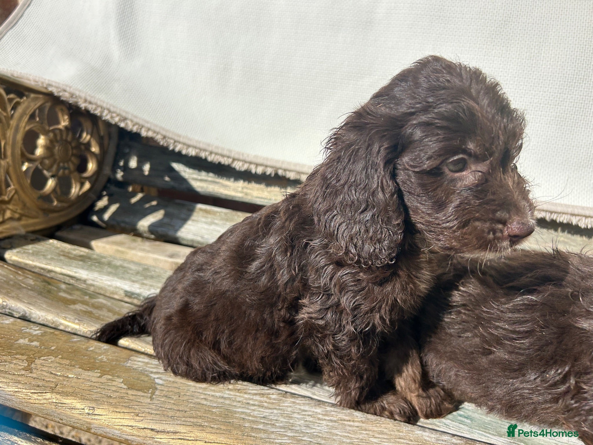 Cockapoo dogs Cockapoos lovely chocolate puppies - Advert 7