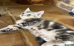Mixed Breed cats for sale: 12 kittens 3 litters ready to reserve in St Albans - Image 8