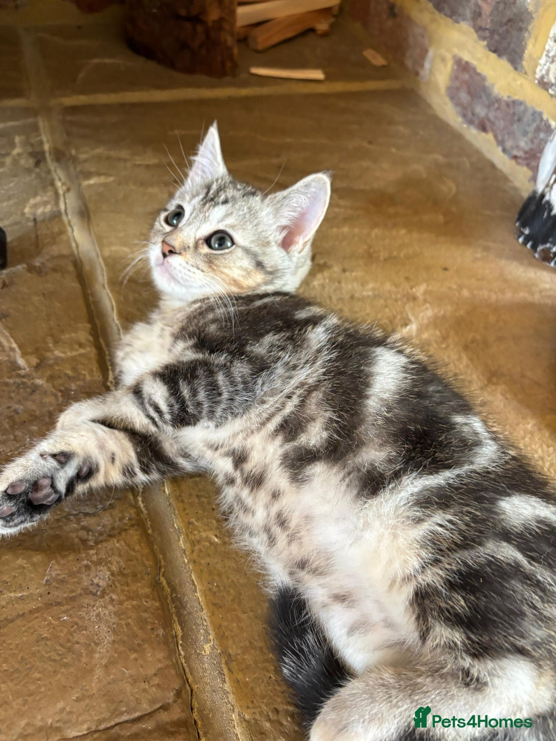 Mixed Breed cats for sale: 12 kittens 3 litters ready to reserve in St Albans - Image 8