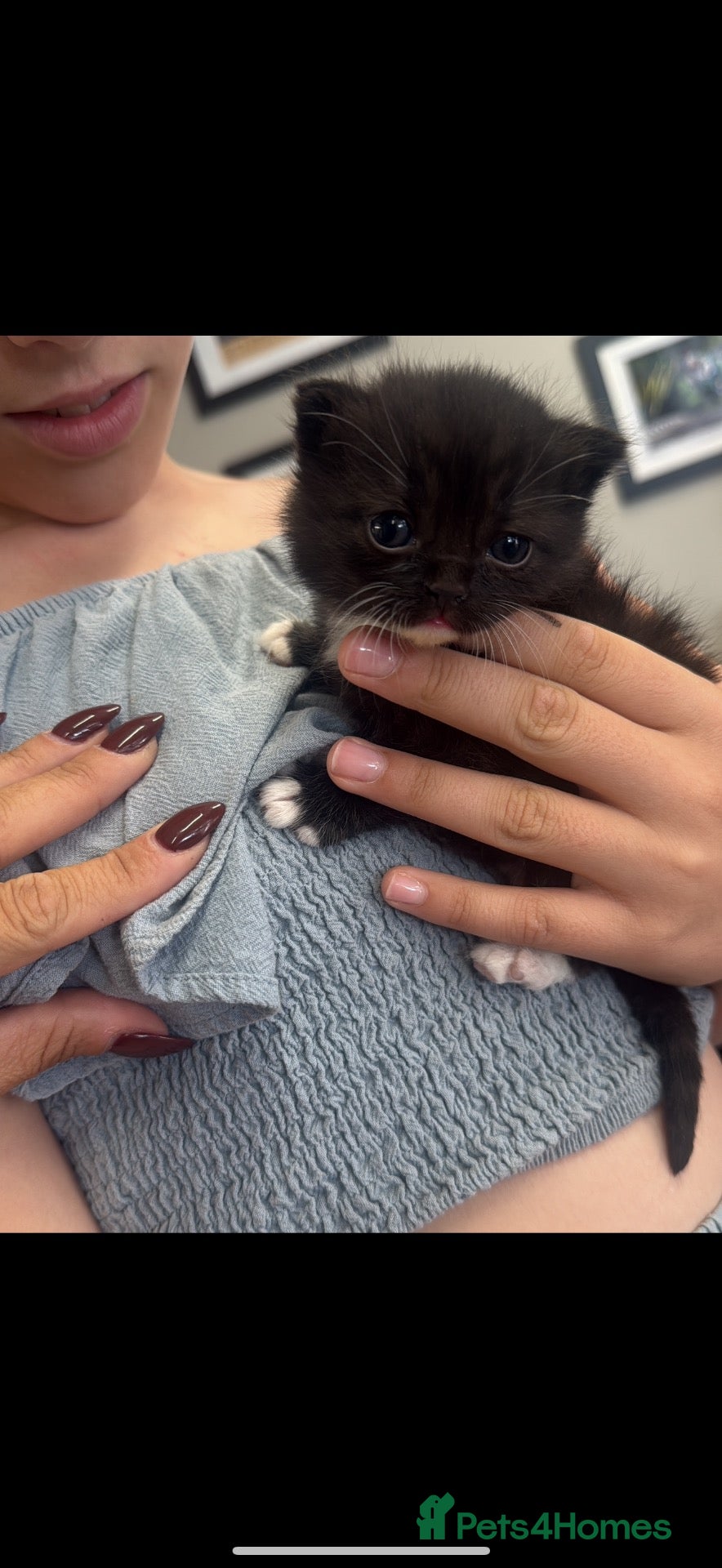 British Shorthair cats 1 black and white boy 1 black girl  - Advert 1