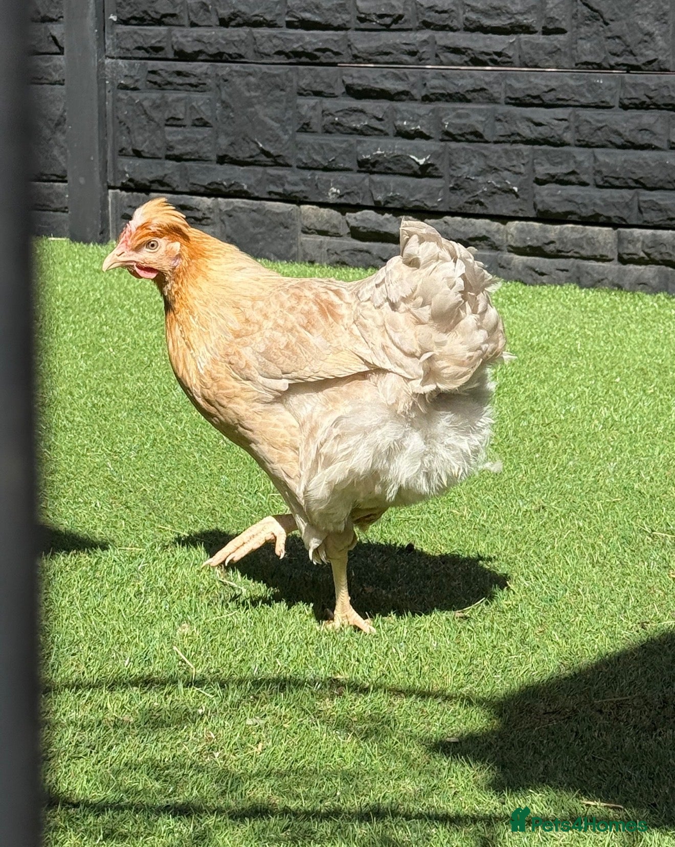 Chickens poultry Easter egger hybrid & 3 ex battery hens for rehome - Advert 1