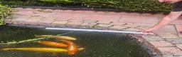 Koi Carp fish for sale: Pond clear out - 7 Japanese Koi and 1 Goldfish in Gateshead - Advert 7