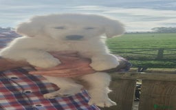 Golden Retriever dogs for sale: KC Registered Golden Retreiver Puppies  - Image 6