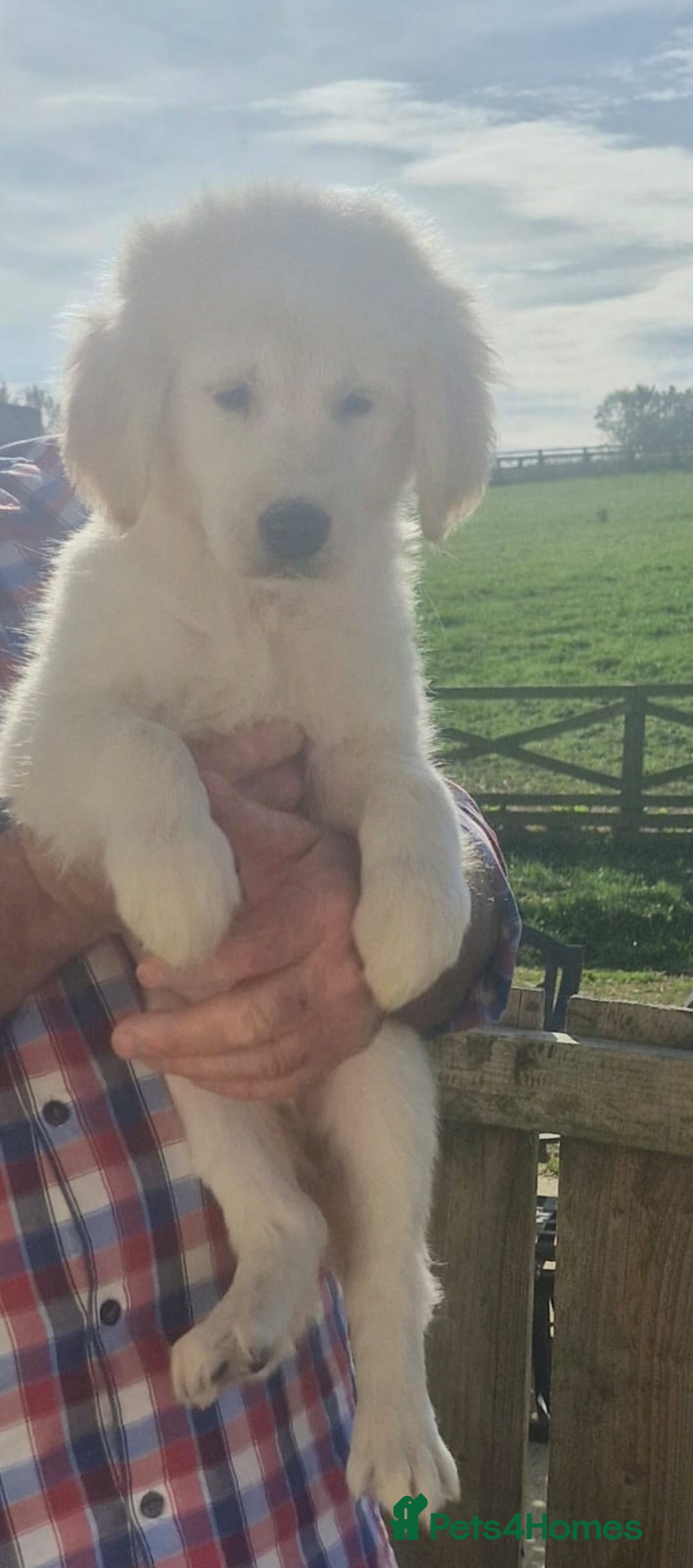 Golden Retriever dogs for sale: KC Registered Golden Retreiver Puppies  - Image 6