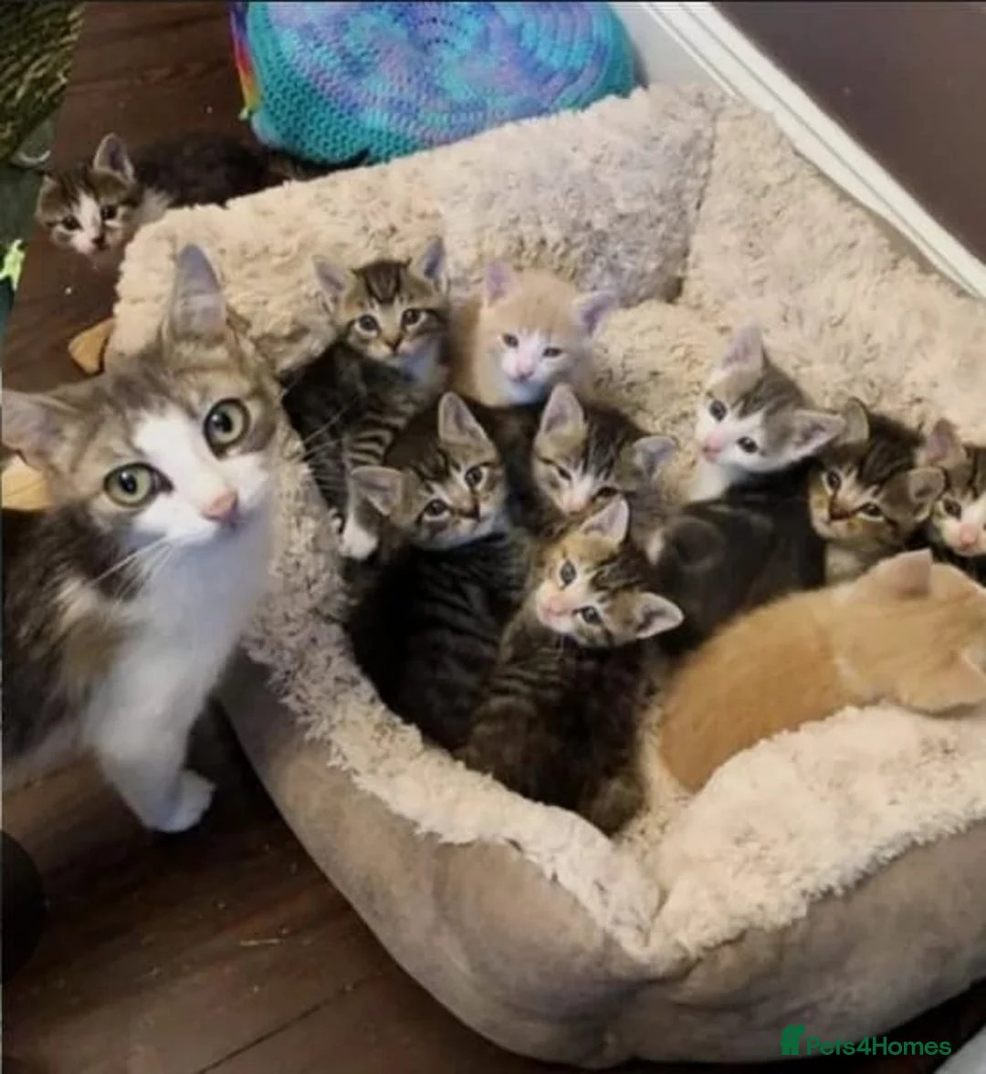 Mixed Breed cats for sale: Tabby cross - Advert 1