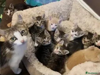 Mixed Breed cats Tabby cross - Advert 1