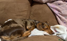 Dachshund dogs for sale: Female dachound   - Image 2